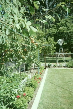 another view of back yard, <br>going around perimeter