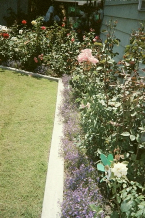 back yard again