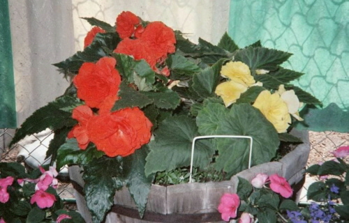 bouquet in one of many containers<br>surrounding their home