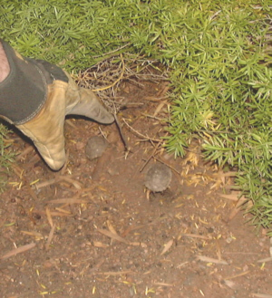 newly hatched turtles