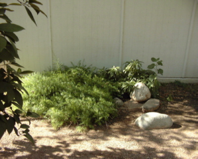 turtle condo