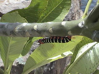 Caterpillar on plant