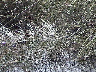 Gator in the water