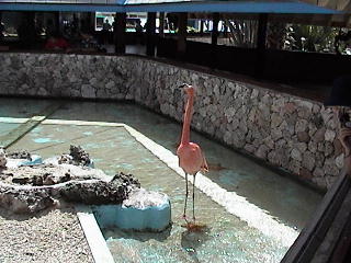 Flamingo at Curacao Seaquarium