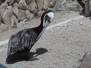 Pelican at Cuaracao Seaquarium