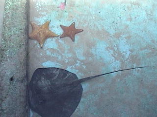 Starfish & Stingray @ Seaquarium