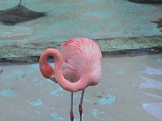 Flamingo @ Seaquarium
