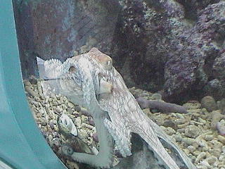 Octupus @ Seaquarium