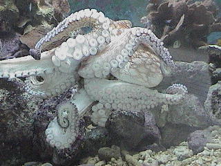 Octupus @ Seaquarium