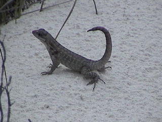 You wanted Geico not geeko