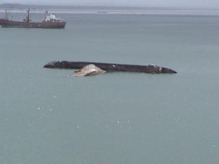 What year did these two sink?&nbsp; Both sides of the channel were littered with boats that were on the shallow sandbars.