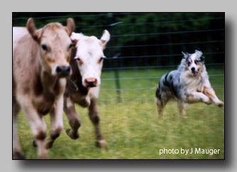 cowdogcopy.jpg (46652 bytes)