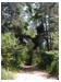 Lovers' Lane