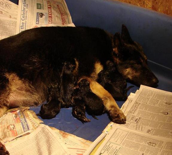 - Amiga and the pups only hours old -