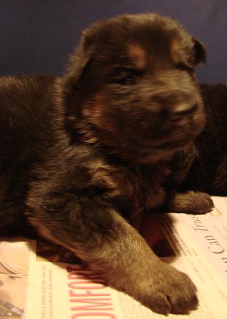 - 3 weeks old -
