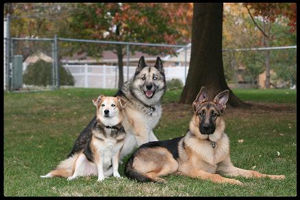- Missy, Gypsy, & Dorado -
