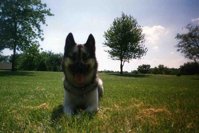 Gypsy -- 1yr 6 months