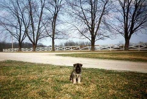 Gypsy -- 5 weeks