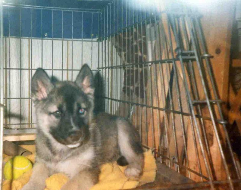 Gypsy -- 9 weeks