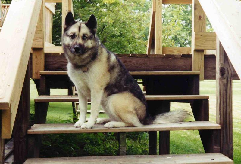 Gypsy -- 5 years
