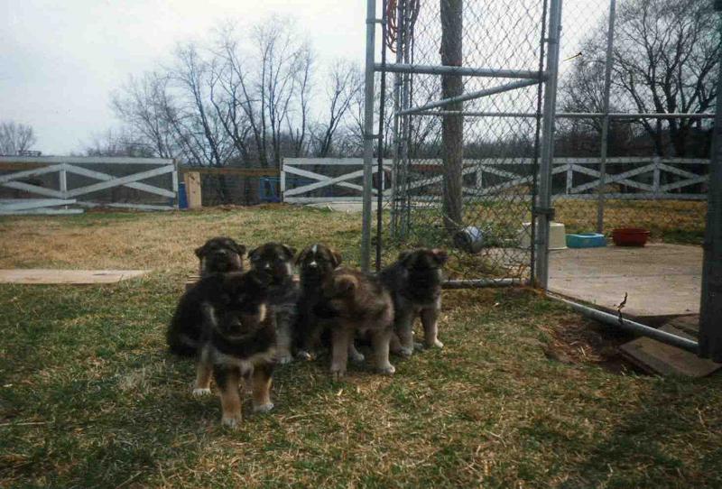Gypsy -- 5 weeks