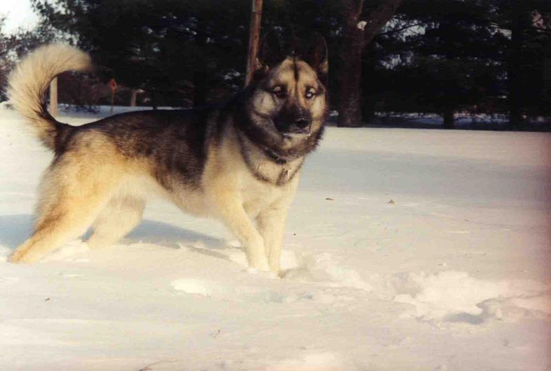 Gypsy -- 2 years