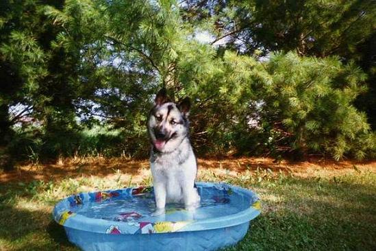 Gypsy Playing in her Pool