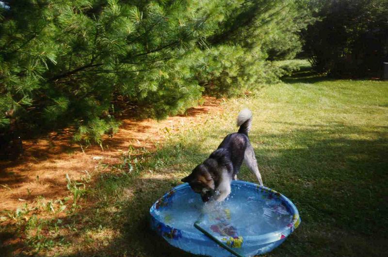 Gypsy Playing in her Pool