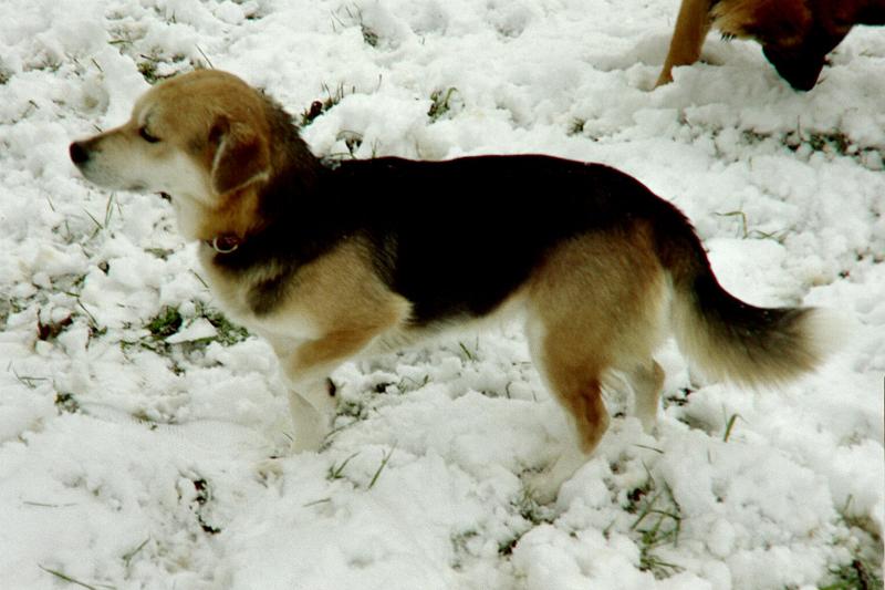 Missy -- 5 years