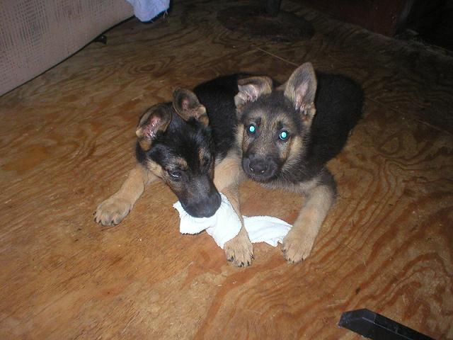 10 weeks -- Dorado & his brother -