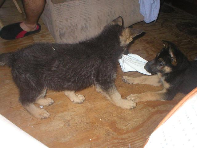 10 weeks -- Dorado & his brother -