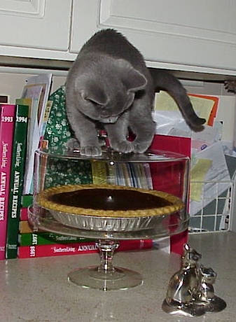 Pippa checking out the pie
