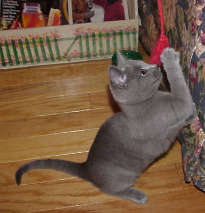 Pippa playing
