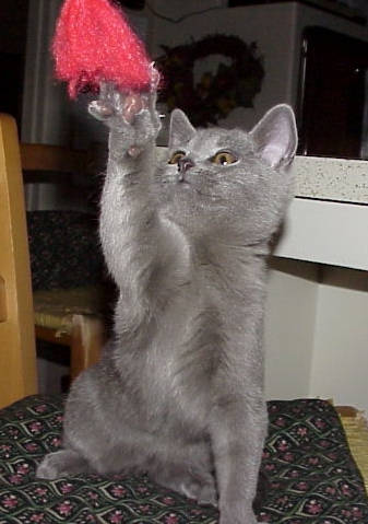 Pippa stretching for the tassel