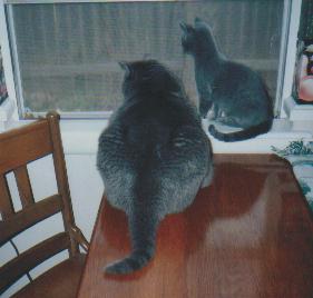 Pippa and Jedi at the window