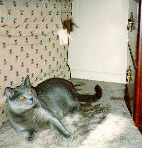 Jedi looking at toy