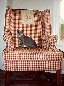 Jedi kitten in wing chair