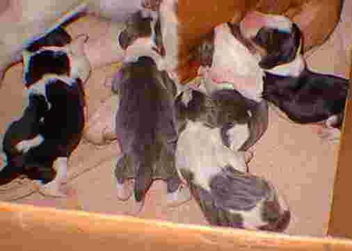 bluetripups.jpg (9285 bytes)