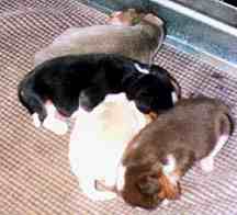 puppycolors.jpg (61165 bytes)