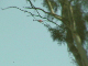 DCAM0037