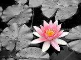 08 retouch bw
