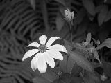 PS L5 Flower-Ferns