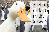 ad duck