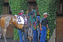 horse walk3 8-10 edit1