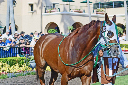 horse2 walk 8-25 edit1