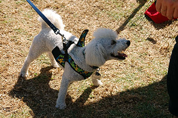 DSC_0099_web