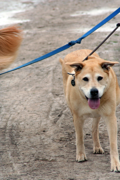 dog golden nice_web