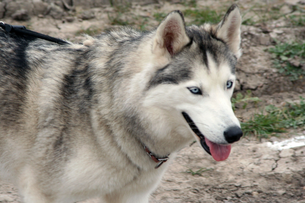 dog husky nice_web