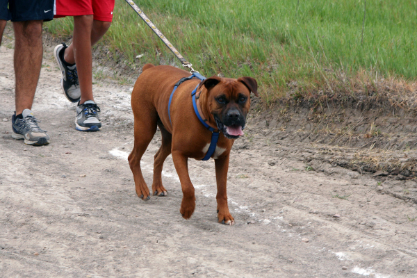 dog rott nice_web