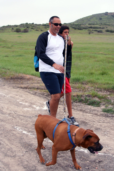 dog rott3_web